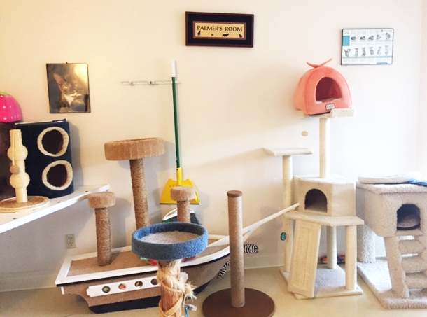 Cat room with enclosures