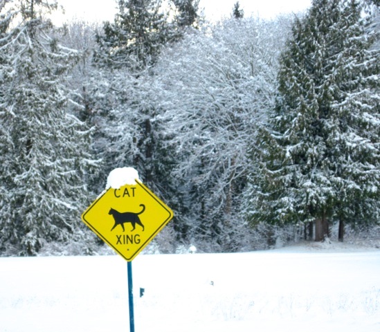 Cat crossing sign at Safe Haven entrance