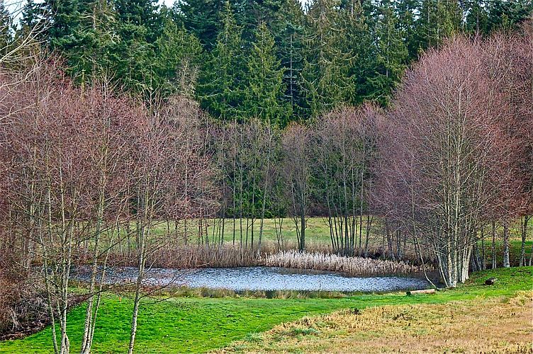 Pond at Safe Haven
