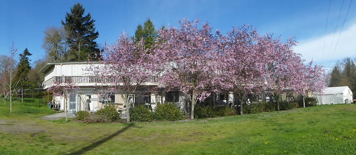 Rear exterior view of the Safe Haven building surrounded by evergreen trees