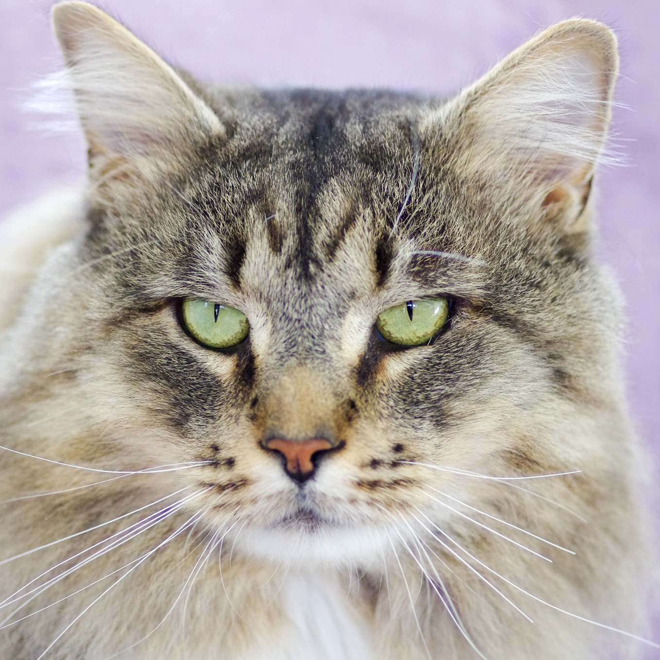 Austin — brown tabby domestic shorthair