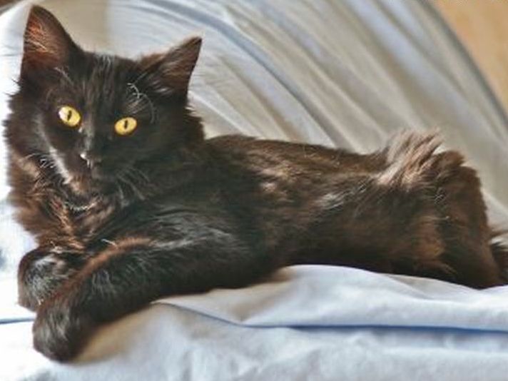 Bobbie Jo — Manx cat