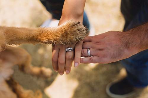 A dog&rsquo;s paw resting on two people&rsquo;s joined hands
