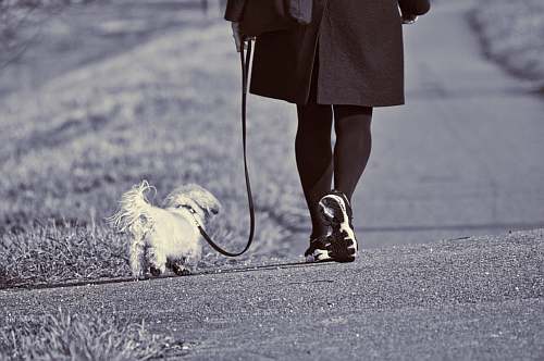 Small white dog on a leash walking with a person on a paved path