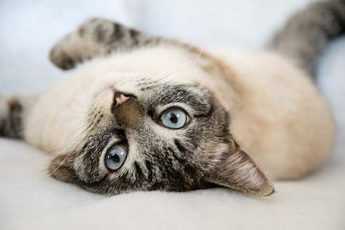 Light-colored tabby cat lying on its back looking up