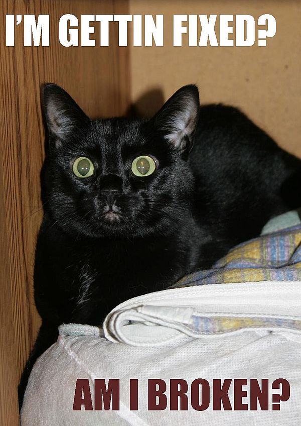 Black cat with wide green eyes lying on bedding beneath overlaid text reading &ldquo;I&rsquo;M GETTIN FIXED? AM I BROKEN?&rdquo;