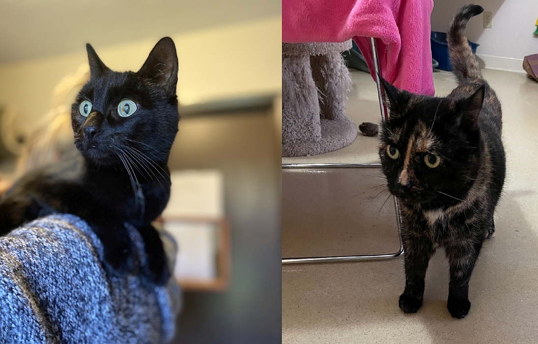 Hamish and Molly