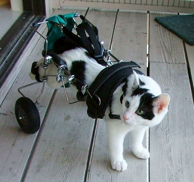 Hope with her Cart