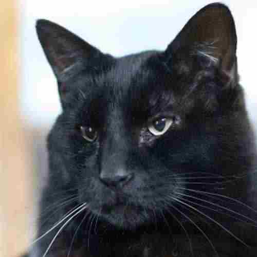 Dante a/k/a Koko — black domestic shorthair