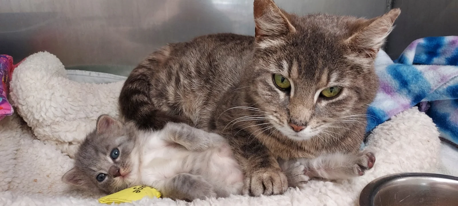 A gray cat resting beside a small gray kitten on a blanket.