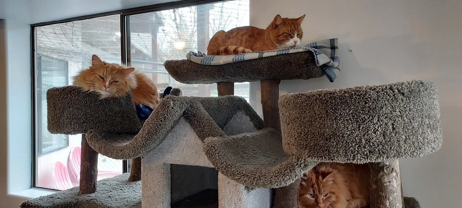 Three orange cats resting on a multi-level cat tower in an indoor room.