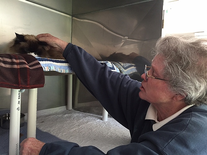 Older volunteer gently petting a long-haired cat resting on a raised bed inside a shelter enclosure